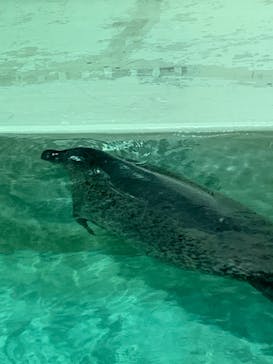 大分マリーンパレス水族館 「うみたまご」に投稿された画像（2025/3/22）
