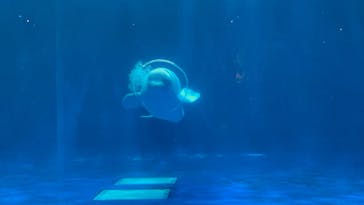 島根県立 しまね海洋館に投稿された画像（2025/3/22）