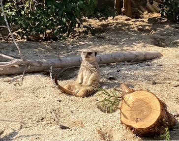 東武動物公園に投稿された画像（2025/3/22）