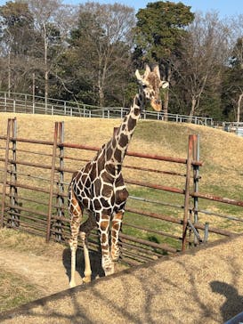 千葉市動物公園に投稿された画像（2025/3/22）