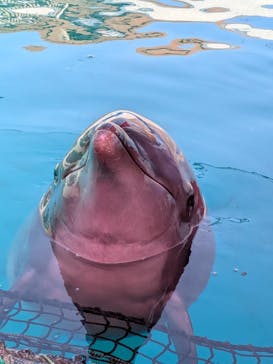 ゼロ距離水族館 伊勢シーパラダイスに投稿された画像（2025/3/22）