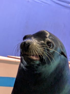 ゼロ距離水族館 伊勢シーパラダイスに投稿された画像（2025/3/22）