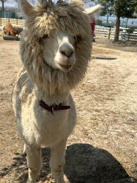 霞ケ浦 どうぶつとみんなのいえに投稿された画像（2025/3/22）