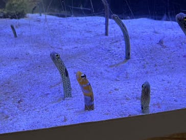 名古屋港水族館に投稿された画像（2025/3/22）