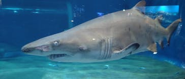 アクアワールド茨城県大洗水族館に投稿された画像（2025/3/22）