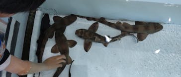 アクアワールド茨城県大洗水族館に投稿された画像（2025/3/22）