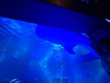 のとじま水族館に投稿された画像（2025/3/22）
