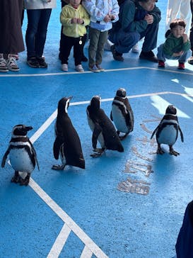 のとじま水族館に投稿された画像（2025/3/22）