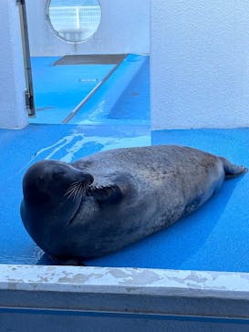 のとじま水族館に投稿された画像（2025/3/22）