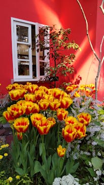 安城産業文化公園デンパークに投稿された画像（2025/3/22）