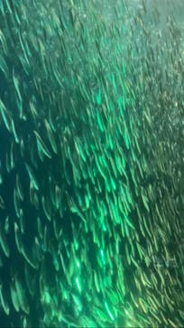 名古屋港水族館に投稿された画像（2025/3/22）