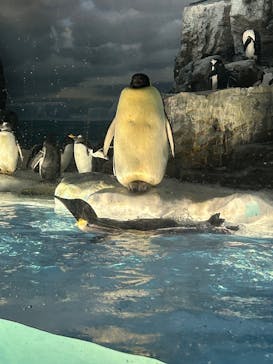 名古屋港水族館に投稿された画像（2025/3/22）