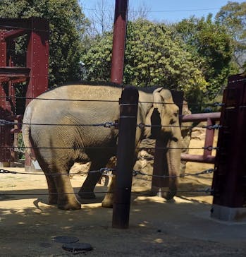 恩賜上野動物園に投稿された画像（2025/3/22）