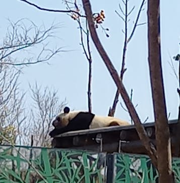 恩賜上野動物園に投稿された画像（2025/3/22）