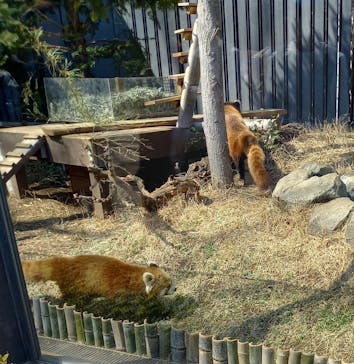 恩賜上野動物園に投稿された画像（2025/3/22）