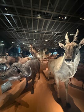 国立科学博物館に投稿された画像（2025/3/22）