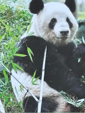 恩賜上野動物園に投稿された画像（2025/3/22）