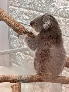 淡路ファームパーク イングランドの丘に投稿された画像（2025/3/22）