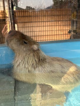 淡路ファームパーク イングランドの丘に投稿された画像（2025/3/22）