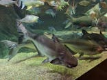 世界淡水魚園水族館　アクア・トトぎふに投稿された画像（2025/3/22）