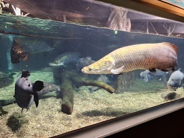 世界淡水魚園水族館　アクア・トトぎふに投稿された画像（2025/3/22）