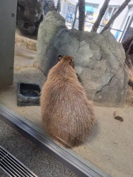 世界淡水魚園水族館　アクア・トトぎふに投稿された画像（2025/3/22）