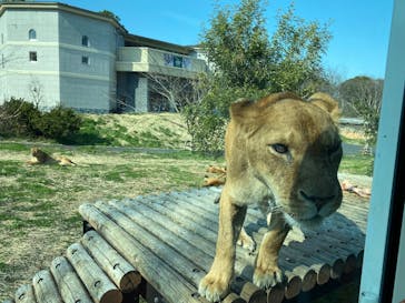 東京動物園協会_多摩動物公園に投稿された画像（2025/3/22）