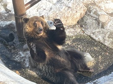 のぼりべつクマ牧場に投稿された画像（2025/3/22）