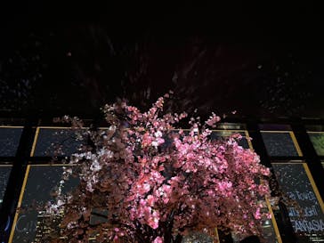 東京タワーに投稿された画像（2025/3/22）