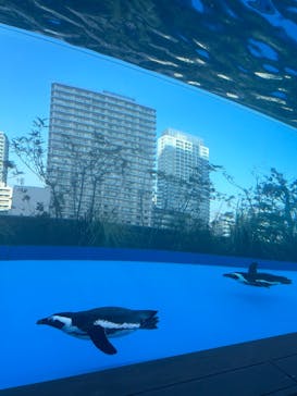 サンシャイン水族館に投稿された画像（2025/3/22）