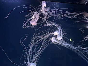 サンシャイン水族館に投稿された画像（2025/3/22）