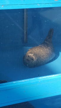 ゼロ距離水族館 伊勢シーパラダイスに投稿された画像（2025/3/22）