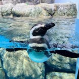 横浜・八景島シーパラダイス　プレジャーランドに投稿された画像（2025/3/22）