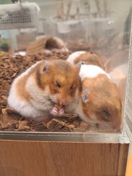 Moff animal cafe イオンモール新利府店に投稿された画像（2025/3/22）