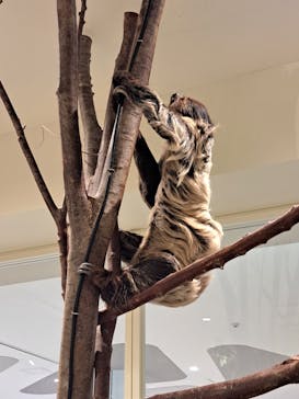 Moff animal cafe イオンモール新利府店に投稿された画像（2025/3/22）