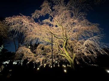 六義園に投稿された画像（2025/3/22）