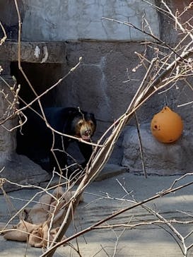 天王寺動物園に投稿された画像（2025/3/22）