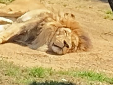 天王寺動物園に投稿された画像（2025/3/22）