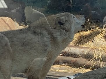 天王寺動物園に投稿された画像（2025/3/22）