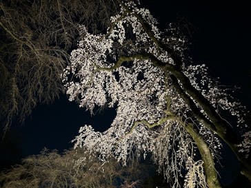 六義園に投稿された画像（2025/3/22）