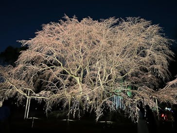 六義園に投稿された画像（2025/3/22）