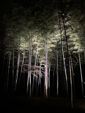 六義園に投稿された画像（2025/3/22）