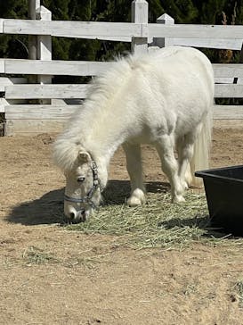 NESTA RESORT KOBE（ネスタリゾート神戸）に投稿された画像（2025/3/22）