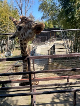 ANIMAL WONDER REZOURT 市原ぞうの国・サユリワールドに投稿された画像（2025/3/22）