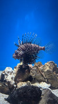 アクアワールド茨城県大洗水族館に投稿された画像（2025/3/22）
