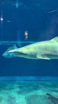 アクアワールド茨城県大洗水族館に投稿された画像（2025/3/22）