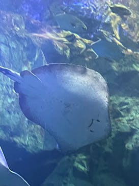 大分マリーンパレス水族館 「うみたまご」に投稿された画像（2025/3/22）
