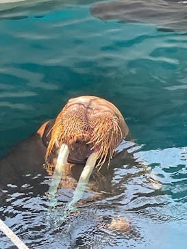 大分マリーンパレス水族館 「うみたまご」に投稿された画像（2025/3/22）