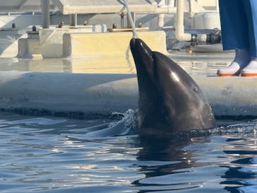 京都水族館×ニデック京都タワーに投稿された画像（2025/3/22）