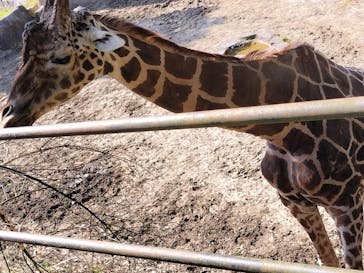 長崎バイオパークに投稿された画像（2025/3/22）